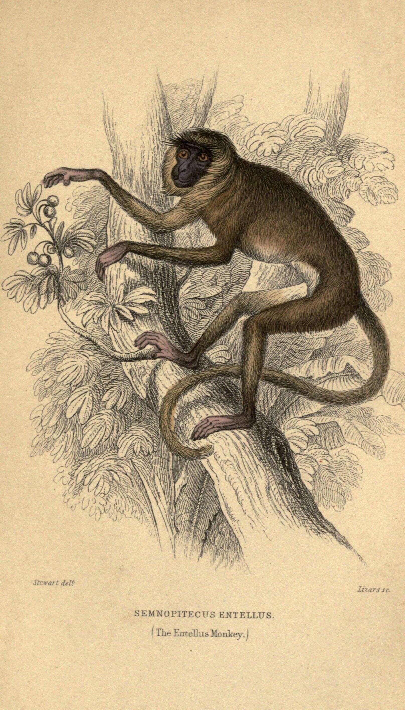 Слика од Semnopithecus entellus (Dufresne 1797)