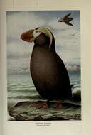 Image of Tufted Puffin