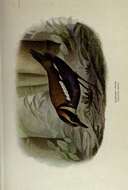 Image of Elegant Pitta