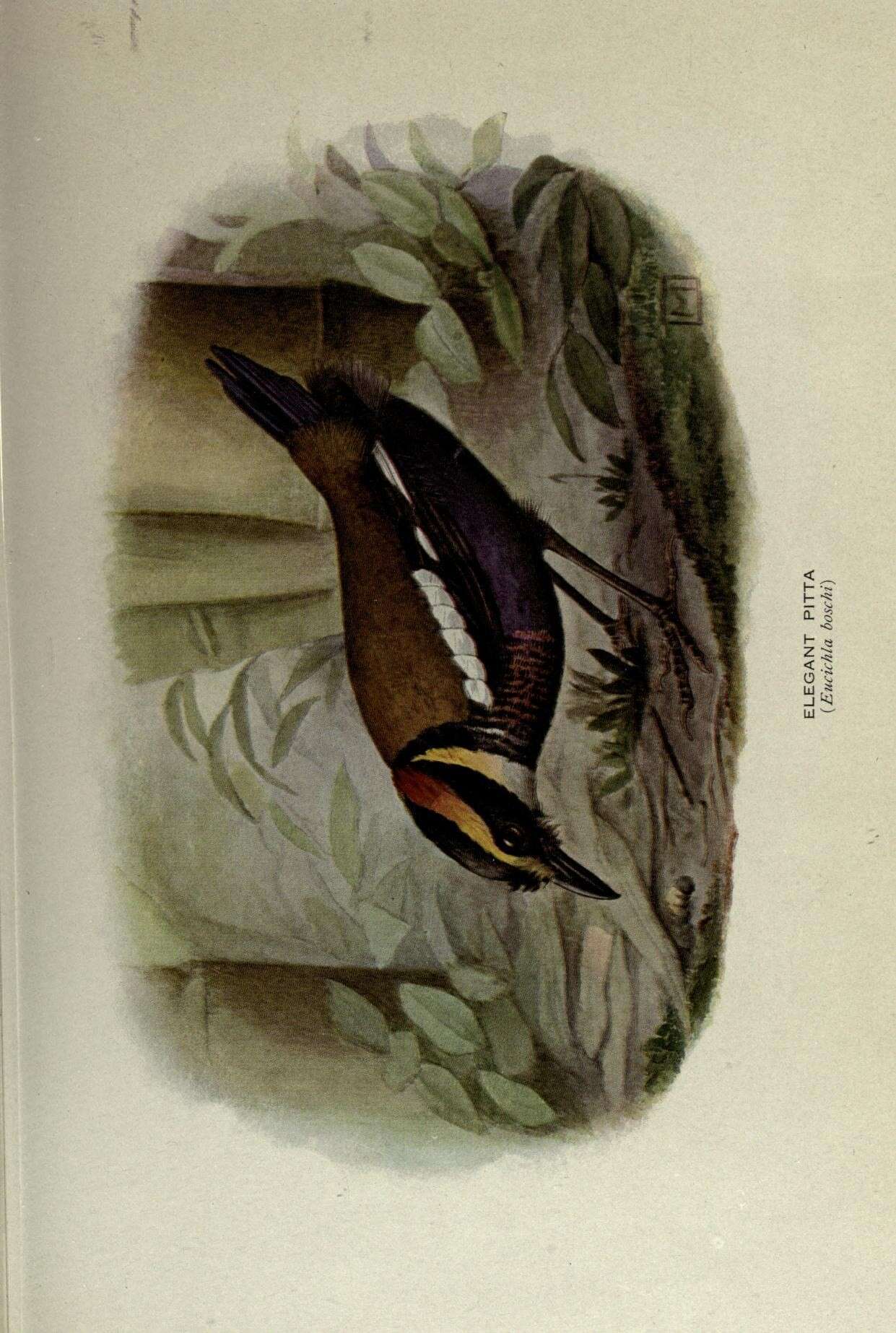 Image of Elegant Pitta