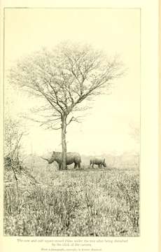 Image de Rhinocéros blanc du Nord