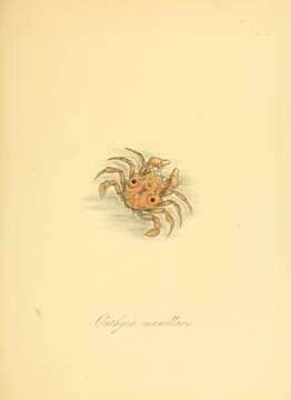 Image of Orithyia Fabricius 1798