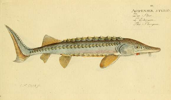 Image of Atlantic Sturgeon