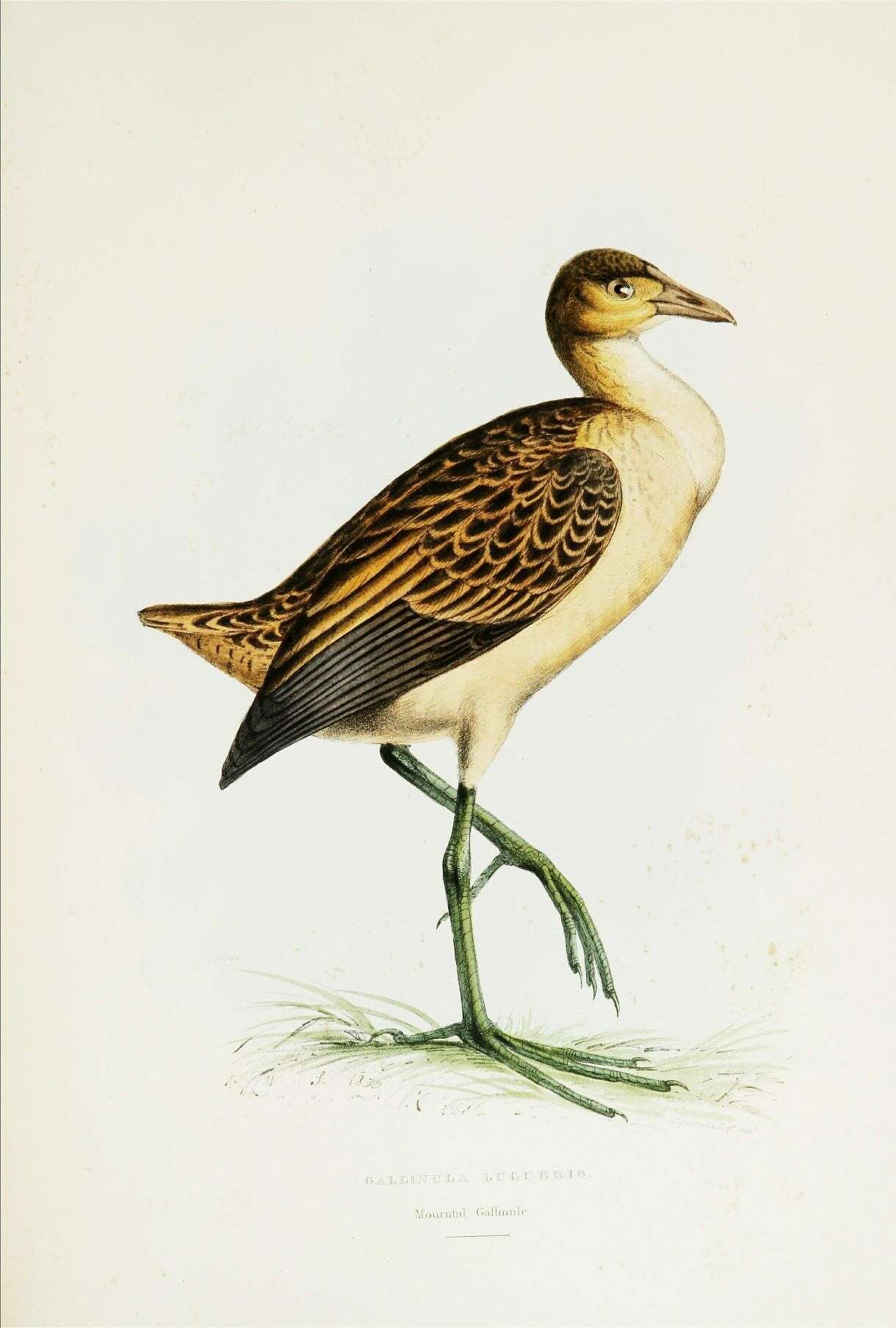 Image of Gallicrex Blyth 1852