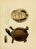 Image of Austro-South American side-necked turtles