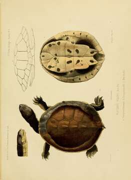 Sivun Phrynops hilarii (Duméril & Bibron 1835) kuva