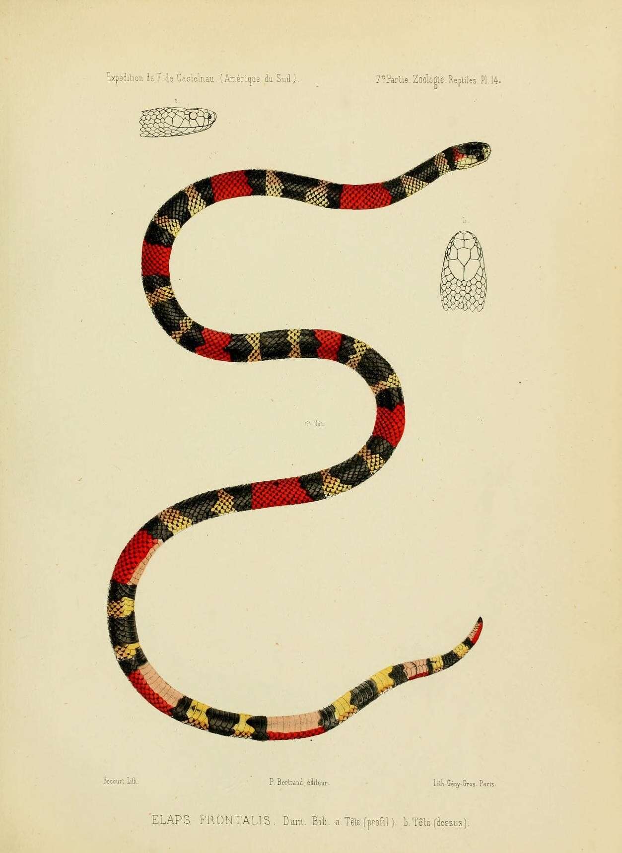 Image of Micrurus frontalis (A. M. C. Duméril, Bibron & A. H. A. Duméril 1854)