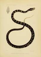 Image of Bothrops taeniatus Wagler 1824