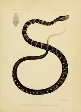 Bothrops taeniatus Wagler 1824的圖片