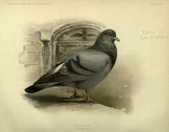 Image of Common Pigeon