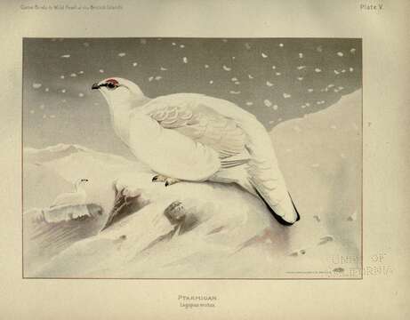 Image of Ptarmigan