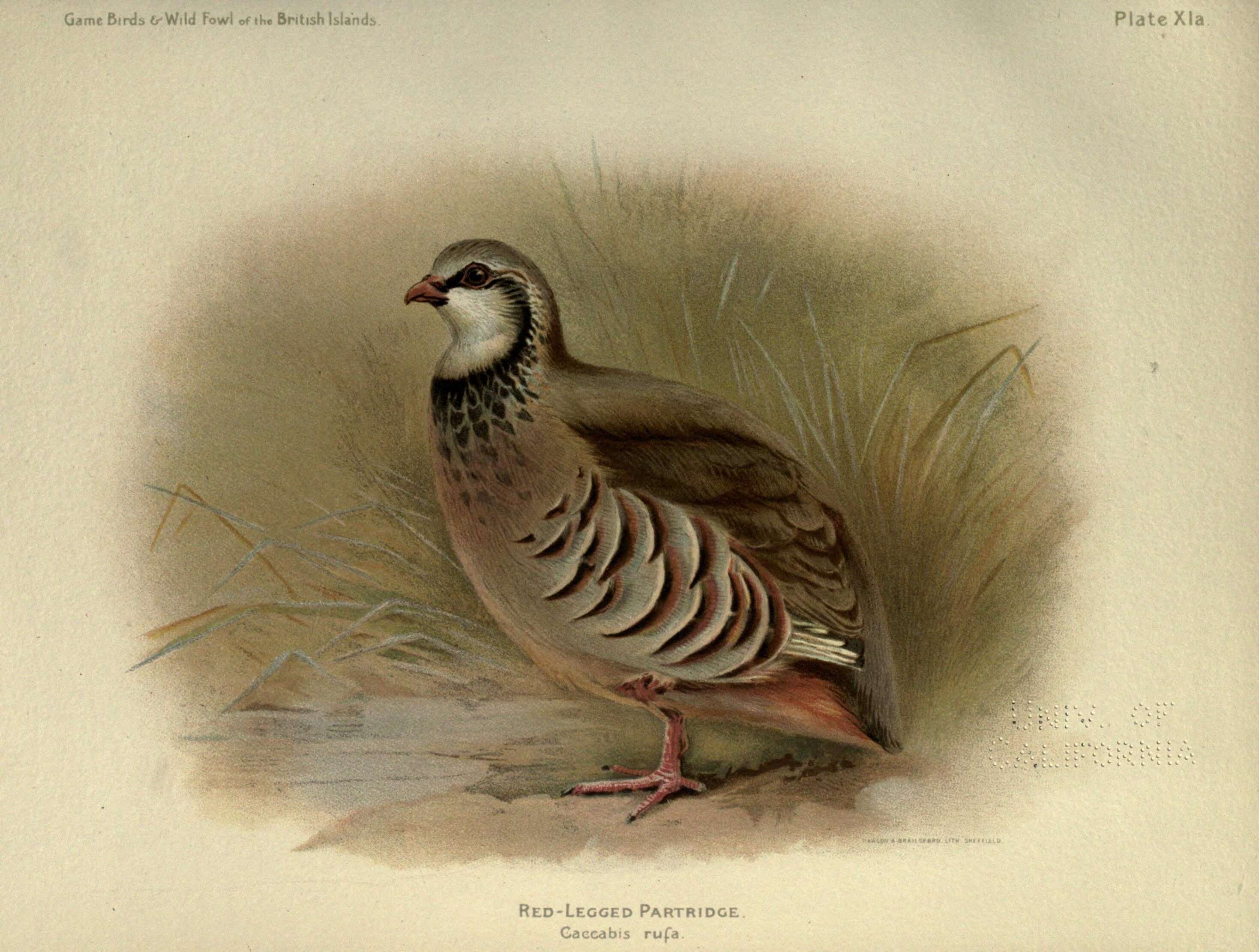 Image of Red-legged Partridge