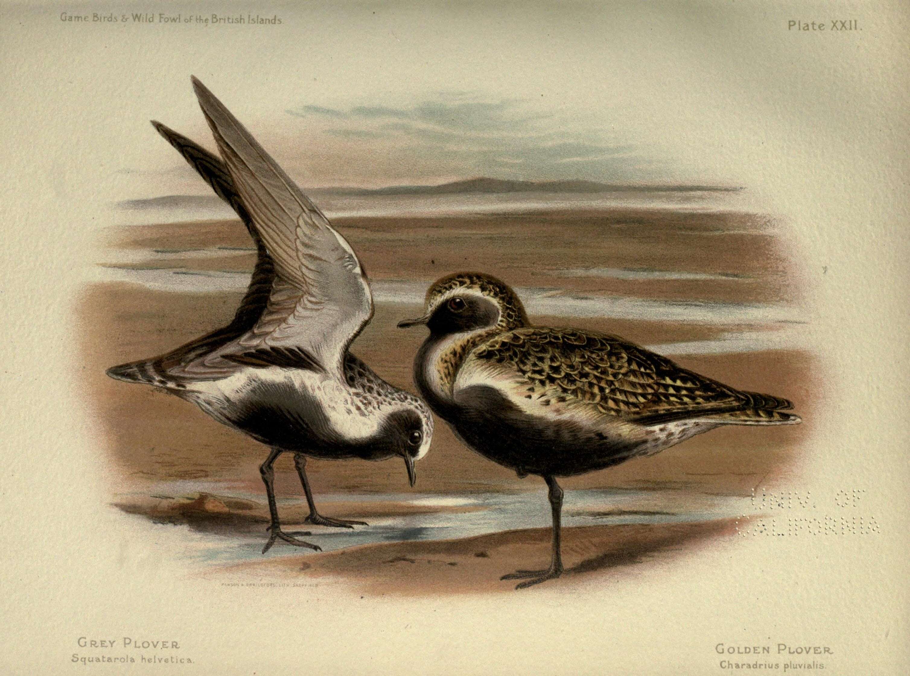 Image of Pluvialis Brisson 1760