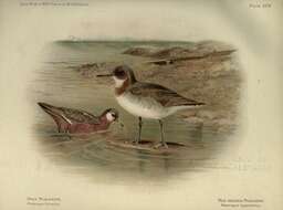 Image of Grey (Red) Phalarope