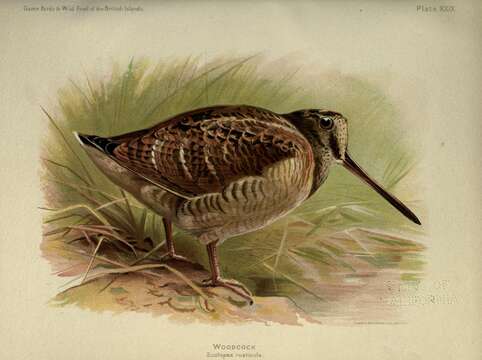 Image of woodcock, eurasian woodcock