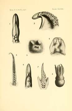 Image de Pteroctopus hoylei (Berry 1909)