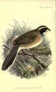 Image of Many-colored Chaco Finch