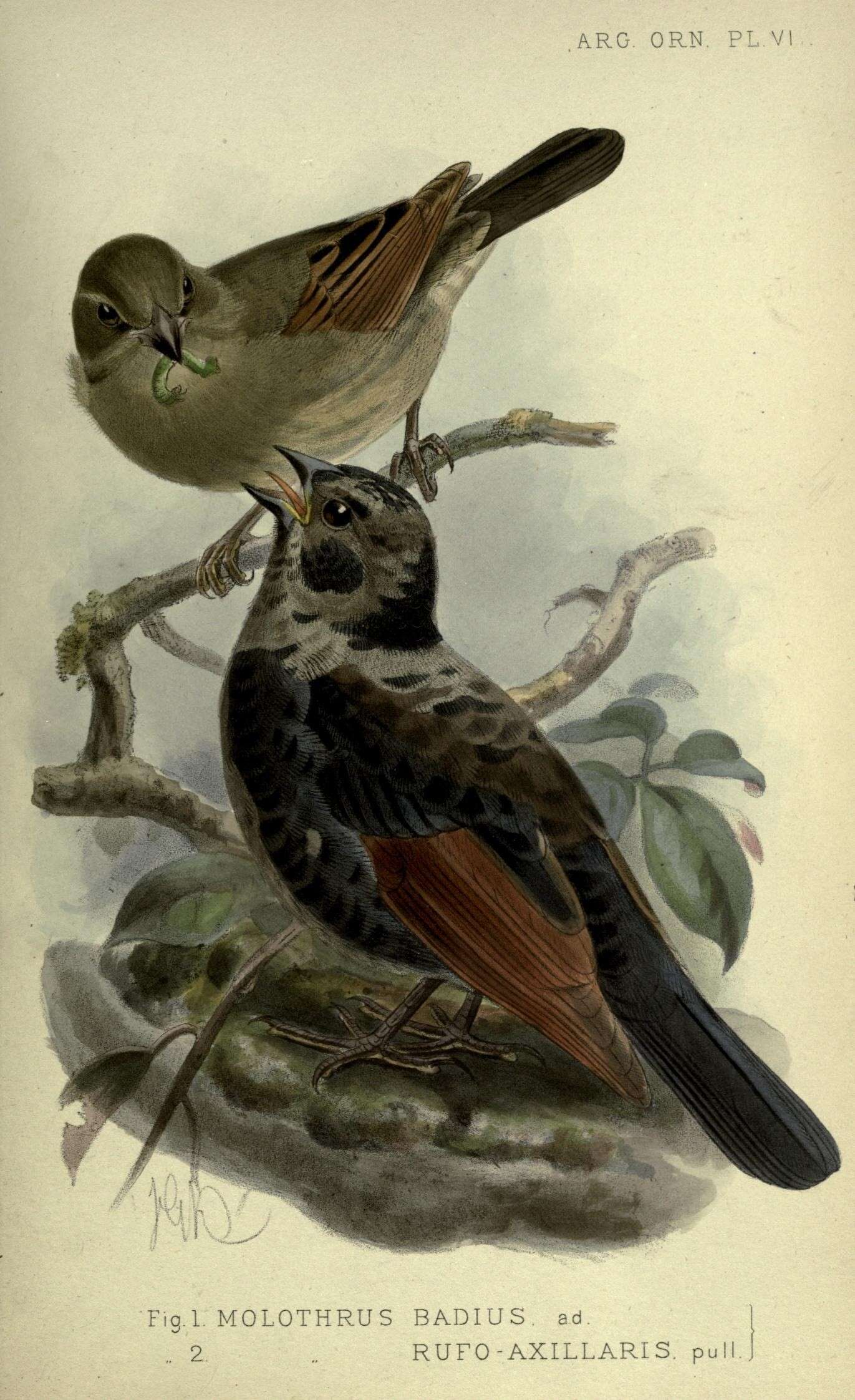 Image of Agelaioides Cassin 1866