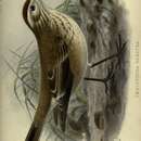 Image of Rusty-backed Monjita