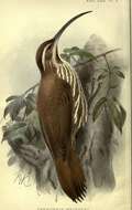 Image of Drymornis Eyton 1852