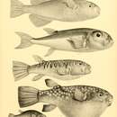 Image of Bronze pufferfish
