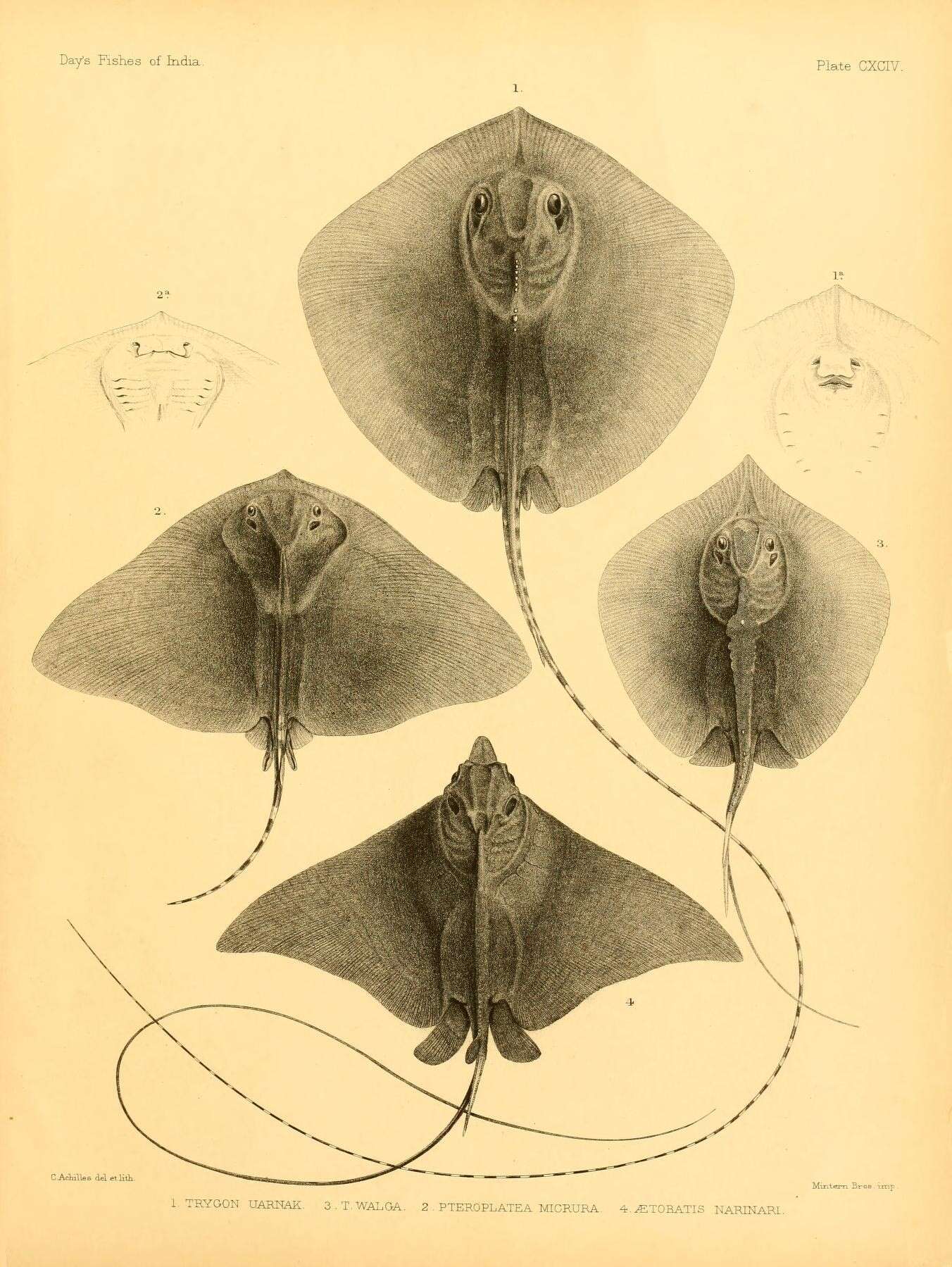 Слика од Himantura uarnak (Gmelin 1789)