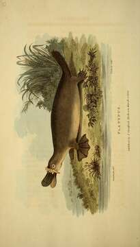 Image of platypus