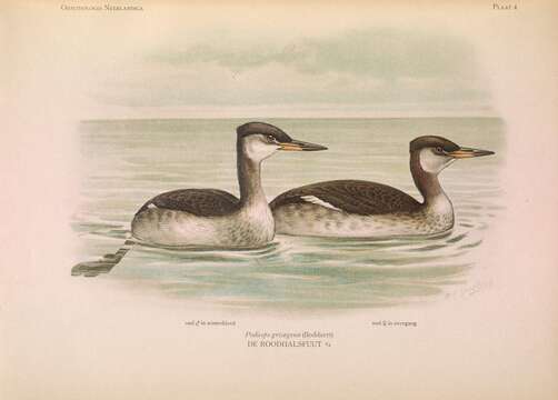 Image of Red-necked Grebe