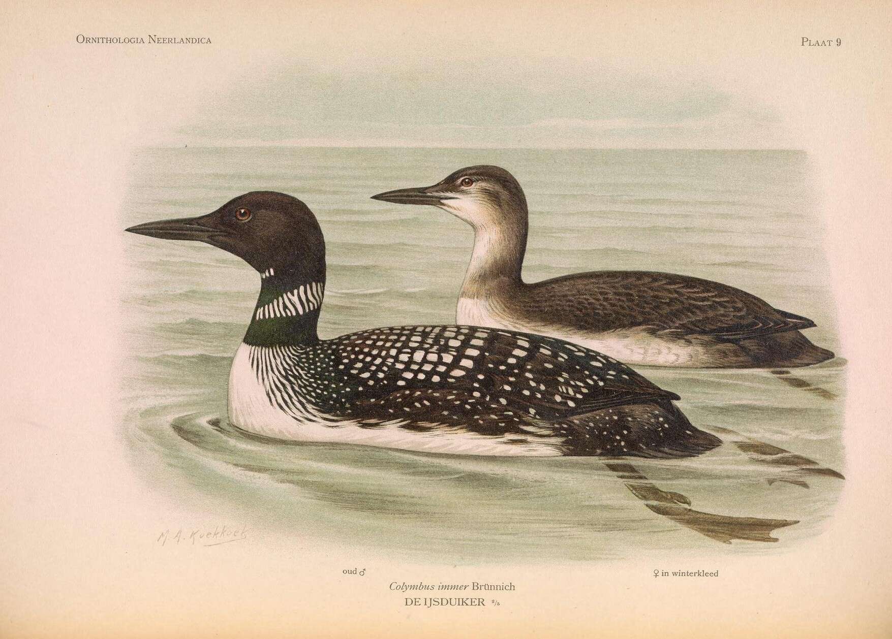 Image of loons