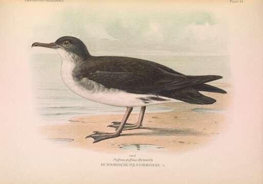 Image of Manx Shearwater