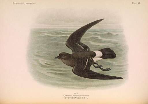 Image of British Storm Petrel