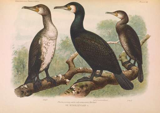 Image of Black Shag