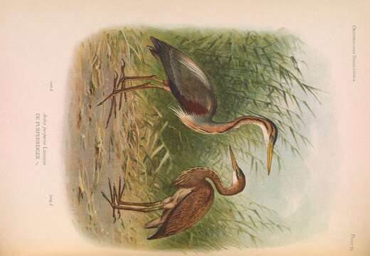 Image of Purple Heron