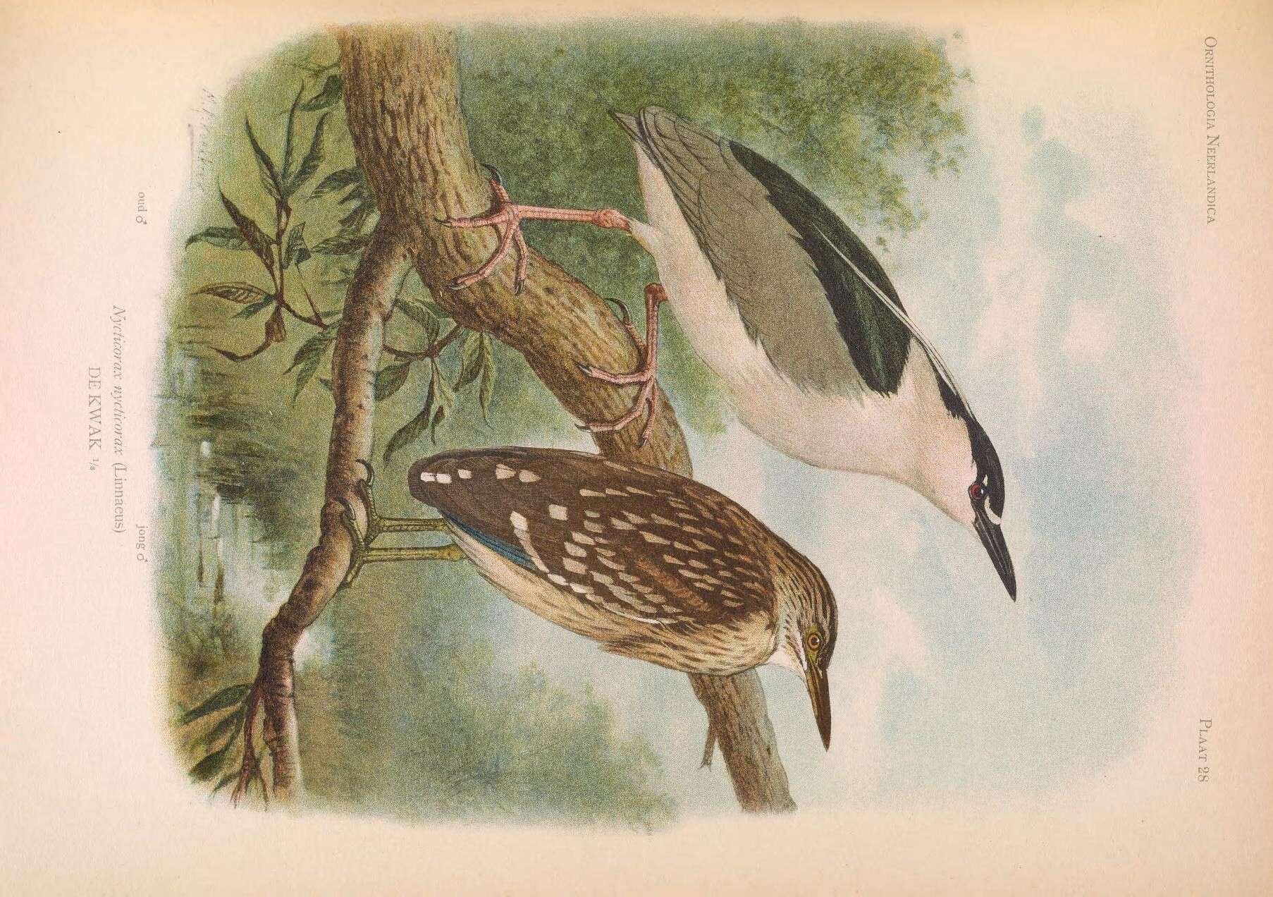 Image of Night Herons