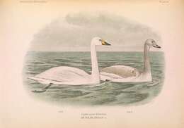 Image of Whooper Swan