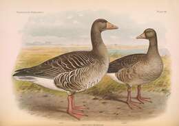 Image of Greylag Goose