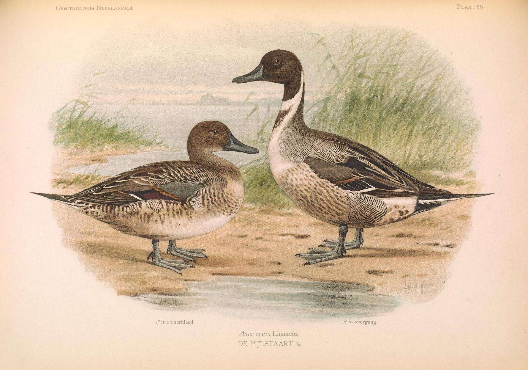 Image of pintail, northern pintail