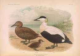 Image of Eider