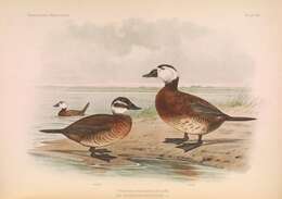 Image of White-headed Duck