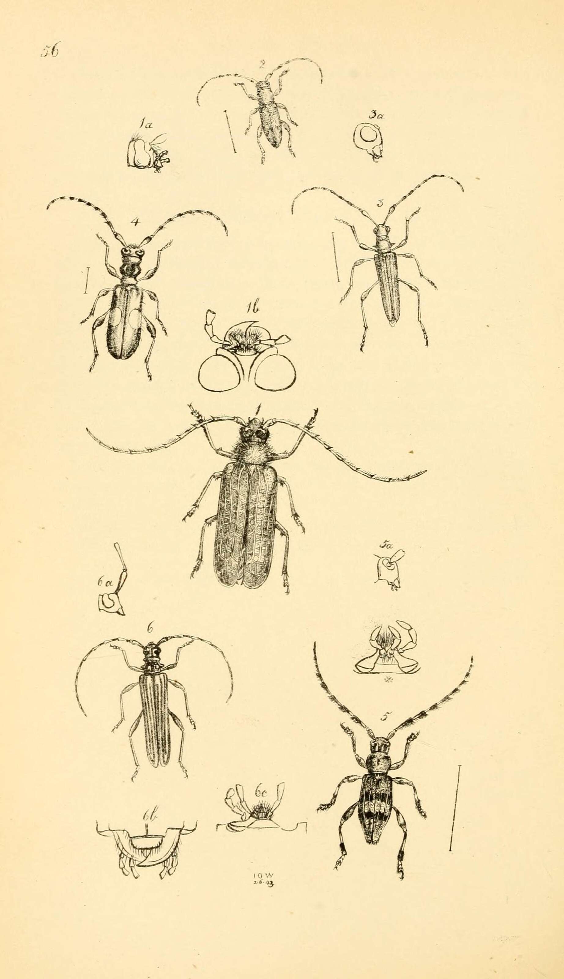 Image of Leptachrous