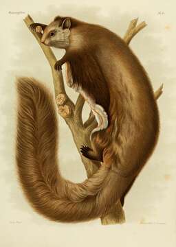 Image of groove-toothed flying squirrel