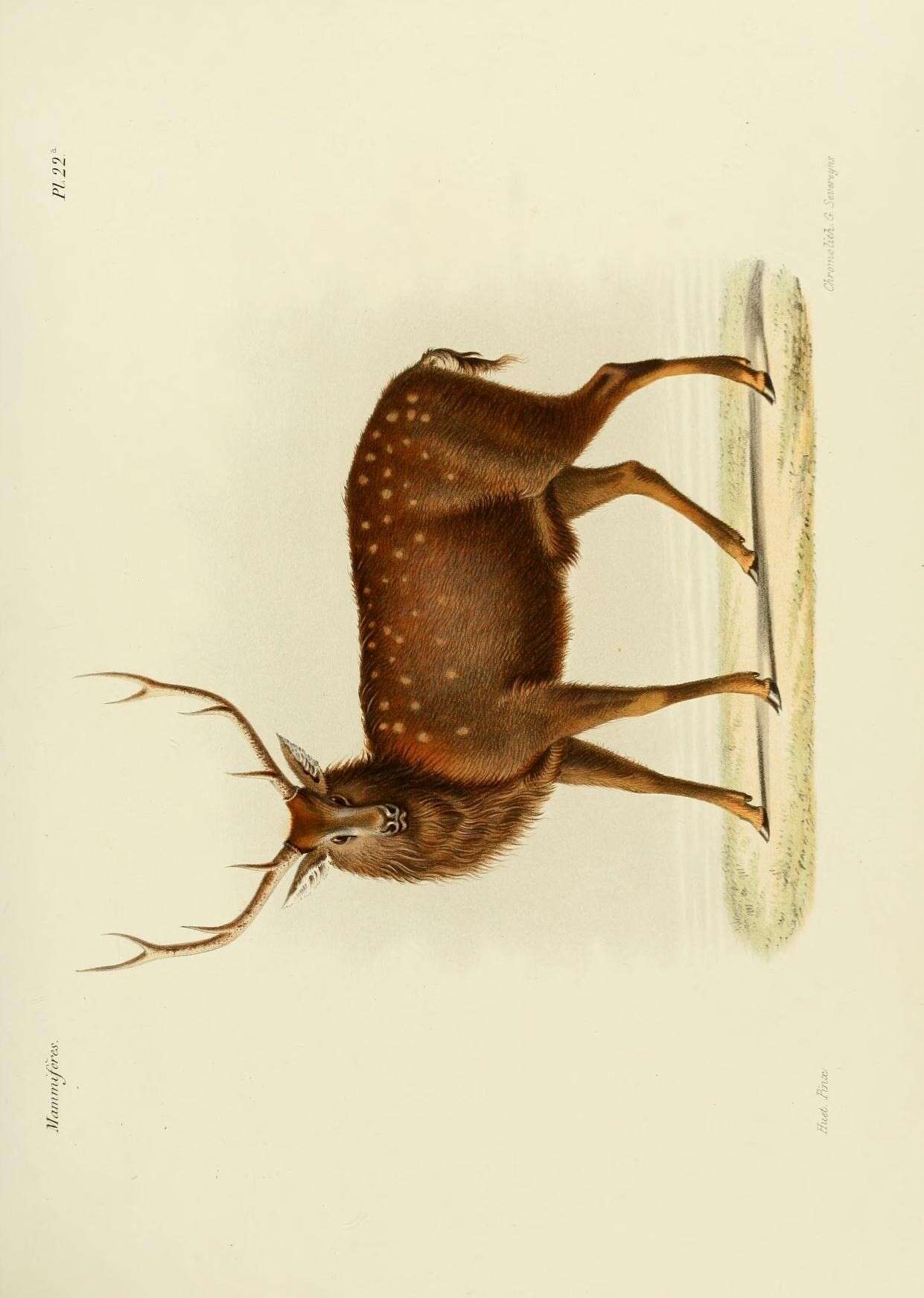 Sivun Cervus nippon mandarinus Milne-Edwards 1871 kuva