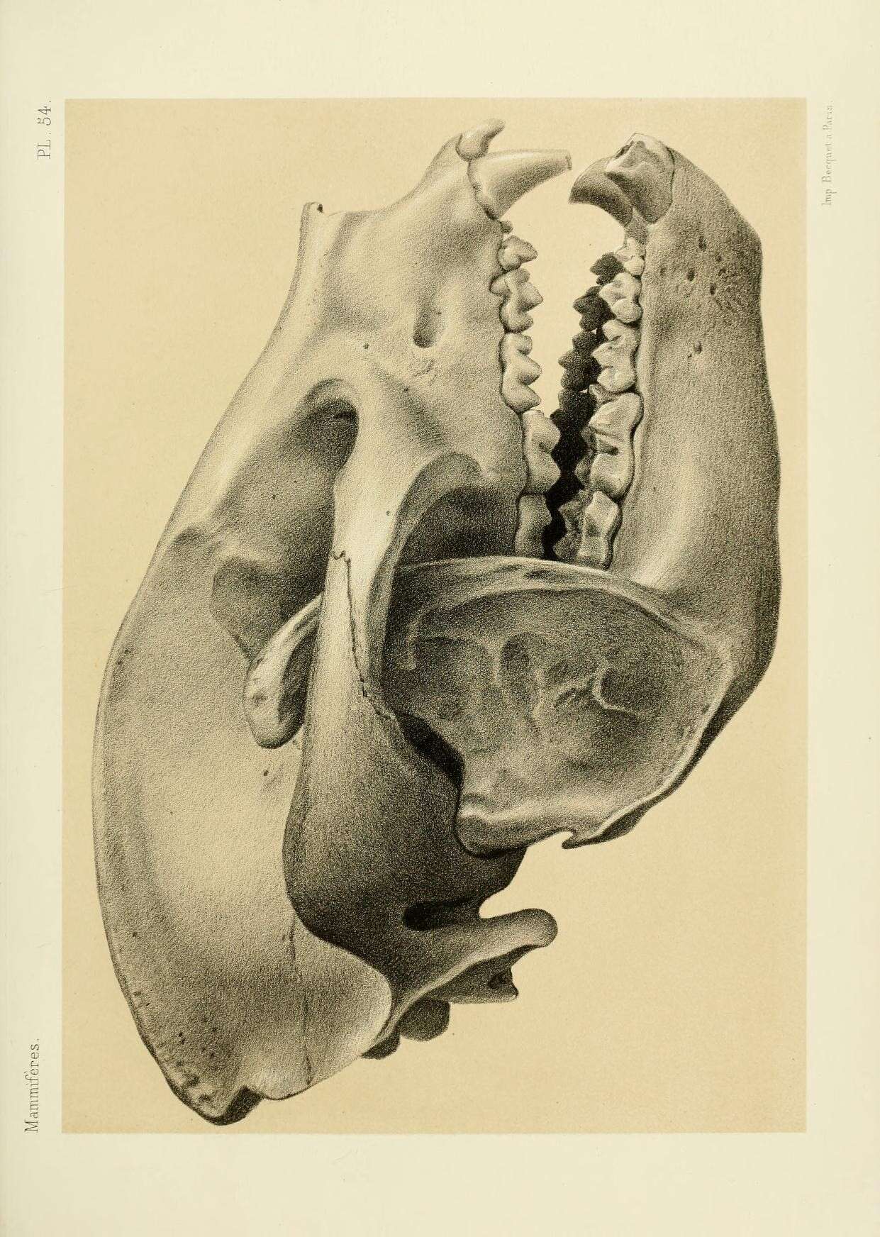 Image of Ailuropoda Milne-Edwards 1870