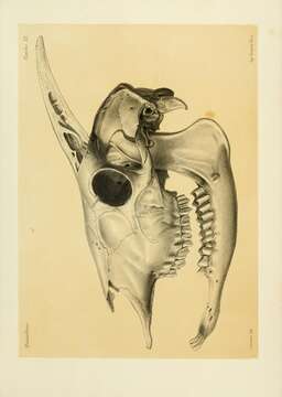 Image de Capricornis thar (Hodgson 1831)