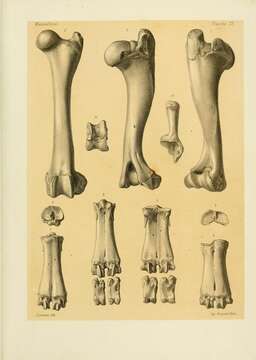 Plancia ëd Budorcas Hodgson 1850