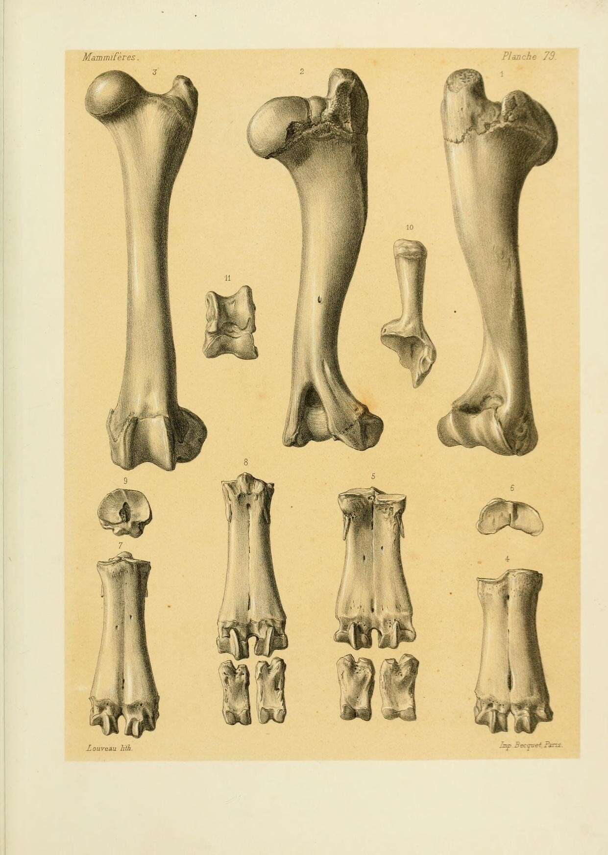 Image de Budorcas Hodgson 1850
