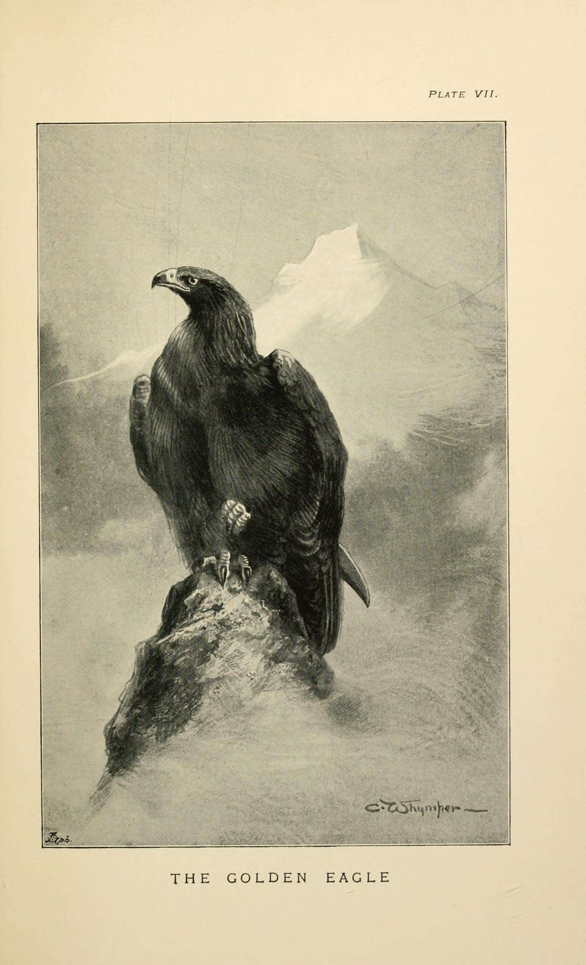 Image of Golden eagle