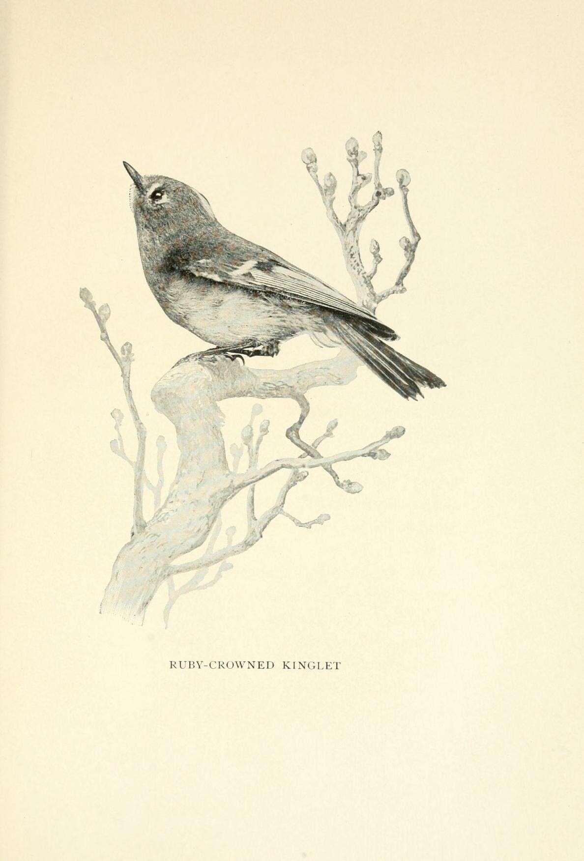 Regulidae resmi