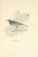 Image of Sprague's pipit