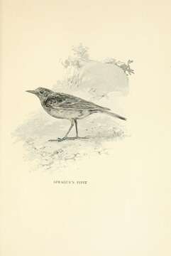 Image de Anthus spragueii (Audubon 1844)